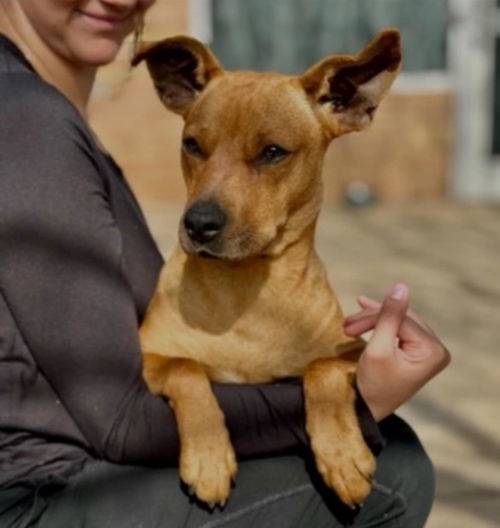 Elana the Rat Terrier / Hound Mix at No Paw Left Behind