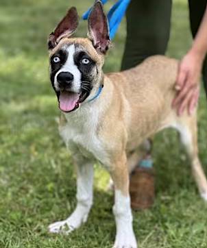 Eeyore the Australian Shepherd/Siberian Husky at O.S.C.A.R.