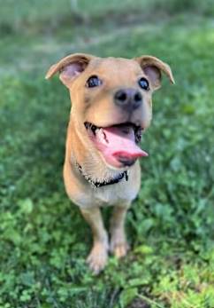 Lulu the Redbone Coonhound/Labrador Retriever at O.S.C.A.R.