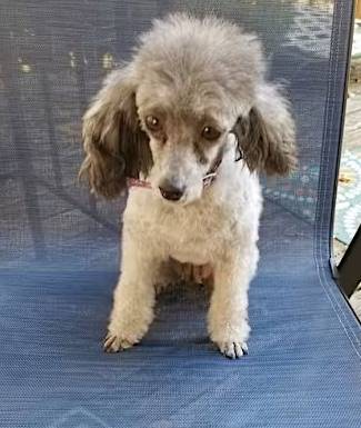 Sophie the Toy Poodle at One Love Animal Rescue