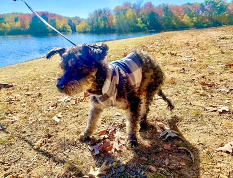 Wembley the Schnoodle at Pick Your Paw Animal Rescue