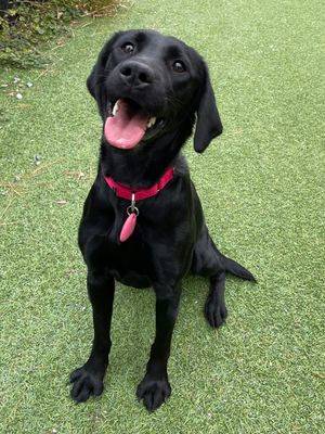 April the Labrador Retriever at Ramapo-Bergen Animal Refuge