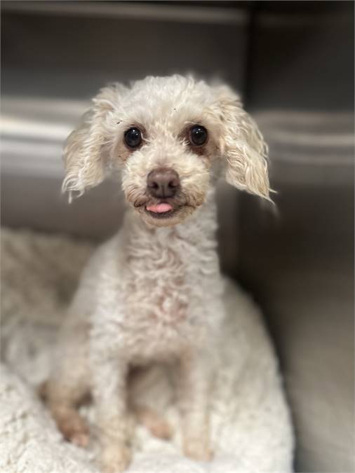 Hei Hei the Miniature Poodle at Real Dog Rescue