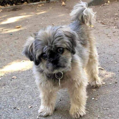 Ginny the Shih Tzu Mix at Rosemarie's Rescue Ranch