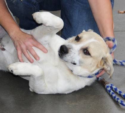 Gizmo the Mixed Breed at St. Hubert's Animal Welfare Center