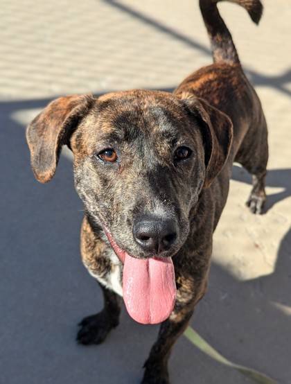 Leasha the Retriever, Labrador/Mix at St. Hubert's Animal Welfare Center