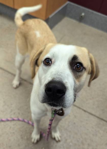 Pluto the Great Pyrenees/Mix at St. Hubert's Animal Welfare Center