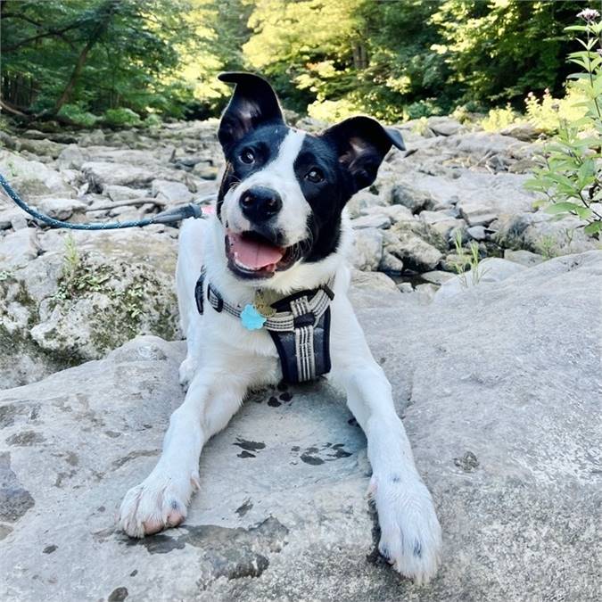 Murphy the Great Pyrenees & Border Collie Mix at Saint Mutts Rescue