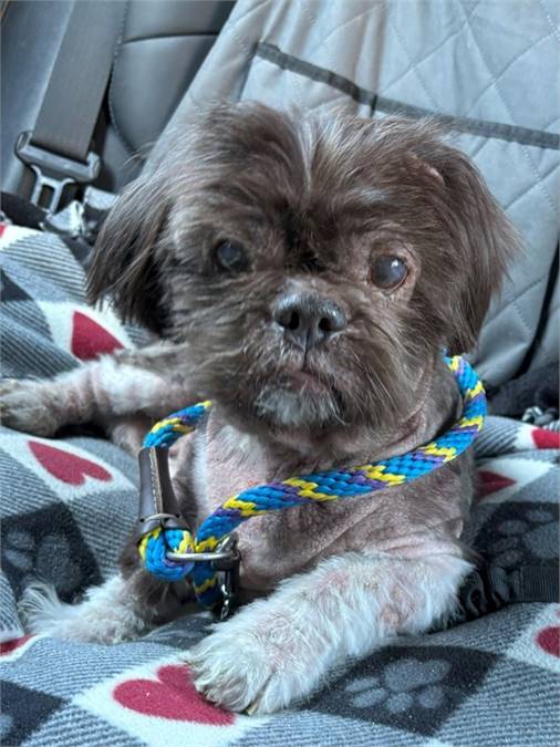 Wicket the Shih Tzu Mix at SAVE, A Friend to Homeless Animals