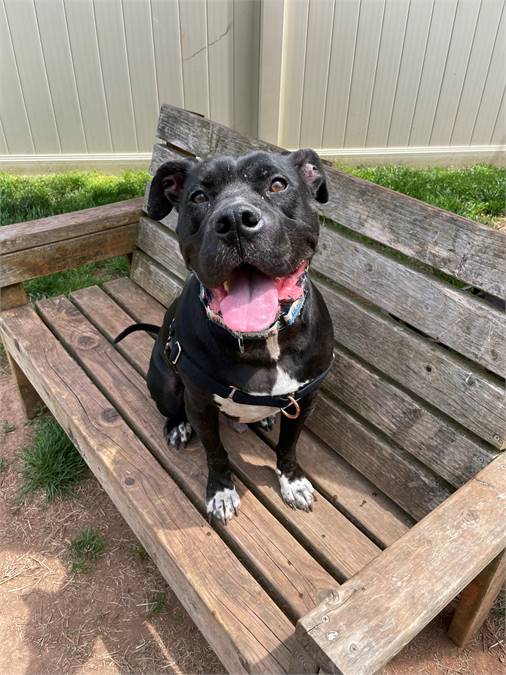 Orion the Pit Bull Terrier Mix at SAVE, A Friend to Homeless Animals