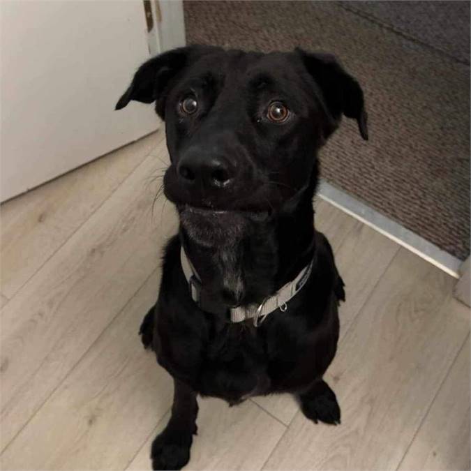 Shadow the Black Lab/Hound mix at See Spot Rescued