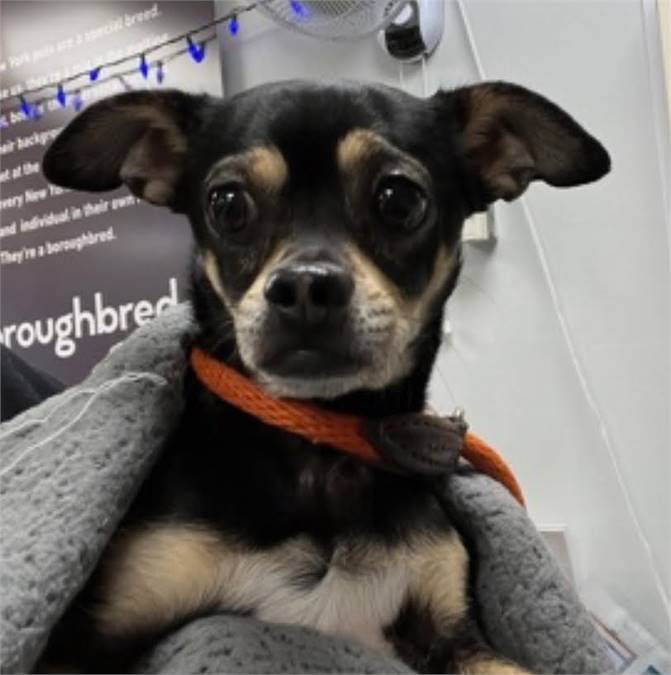 Keko the Chihuahua Mix at Shelter Survivors