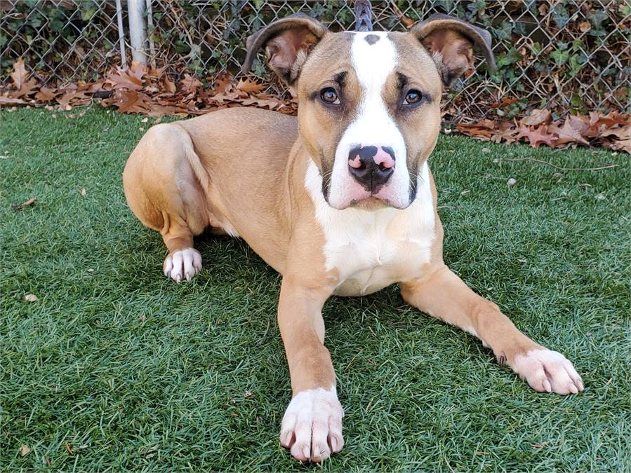 Prancer the Pitbull Terrier Mix at Town of North Hempstead Animal Shelter