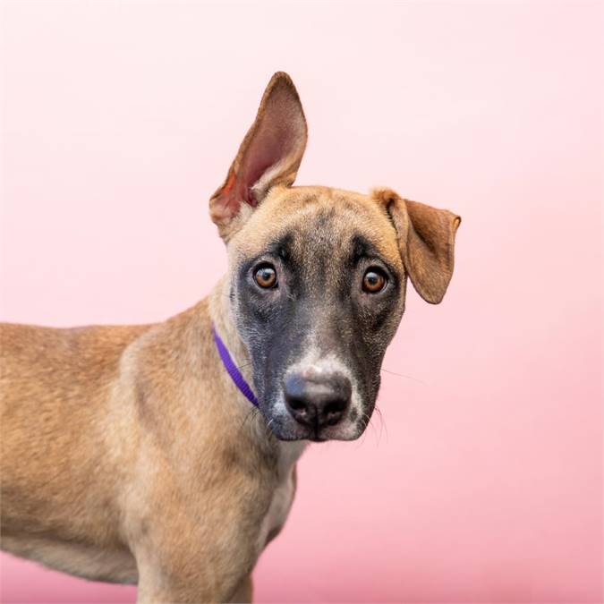 Ella the Labrador Retriever Mix at Animal Haven