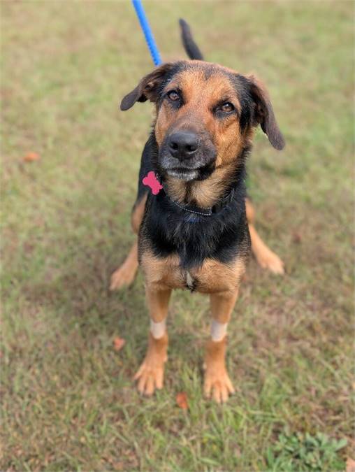 Talia the German Sheperd Dog at Home For Good Dog Rescue