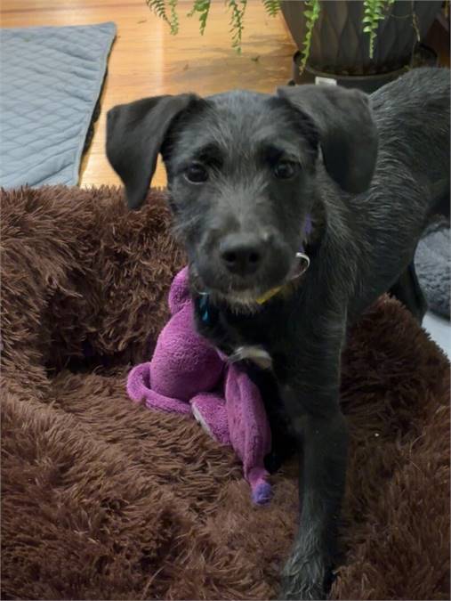  Macy the Wirehaired Terrier at Home for Good Dog Rescue