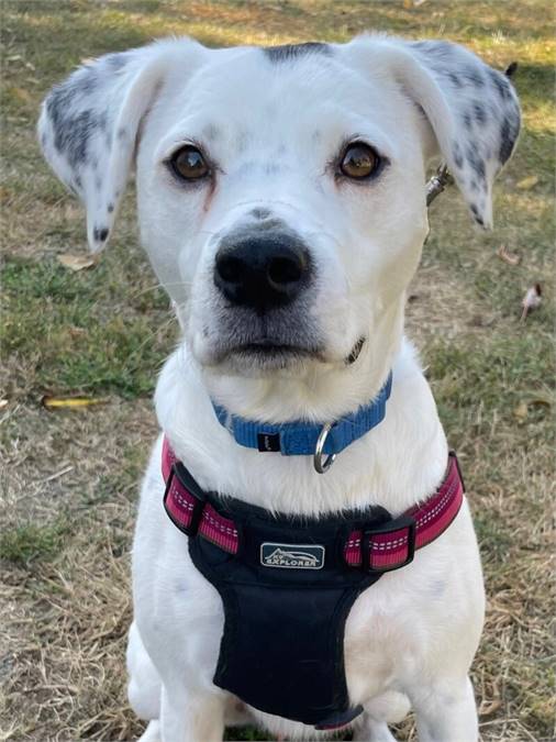 River the Collie / Catahoula Leopard Dog Mix at Home for Good Dog Rescue