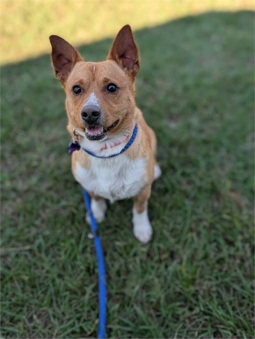 Bolt the Corgi Mix at Home for Good Dog Rescue