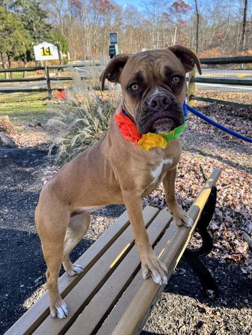 Boxer at Eleventh Hour Rescue