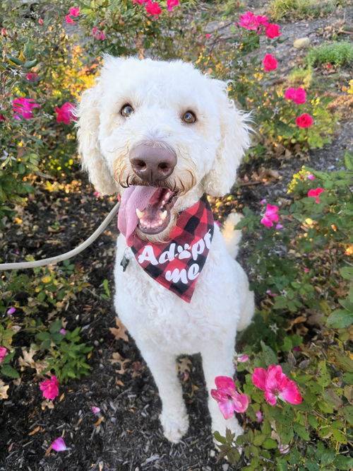 Poodle (unknown type) / Golden Retriever Mix at Eleventh Hour Rescue