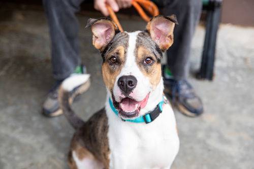 Boxer / Australian Shepherd Mix at Eleventh Hour Rescue