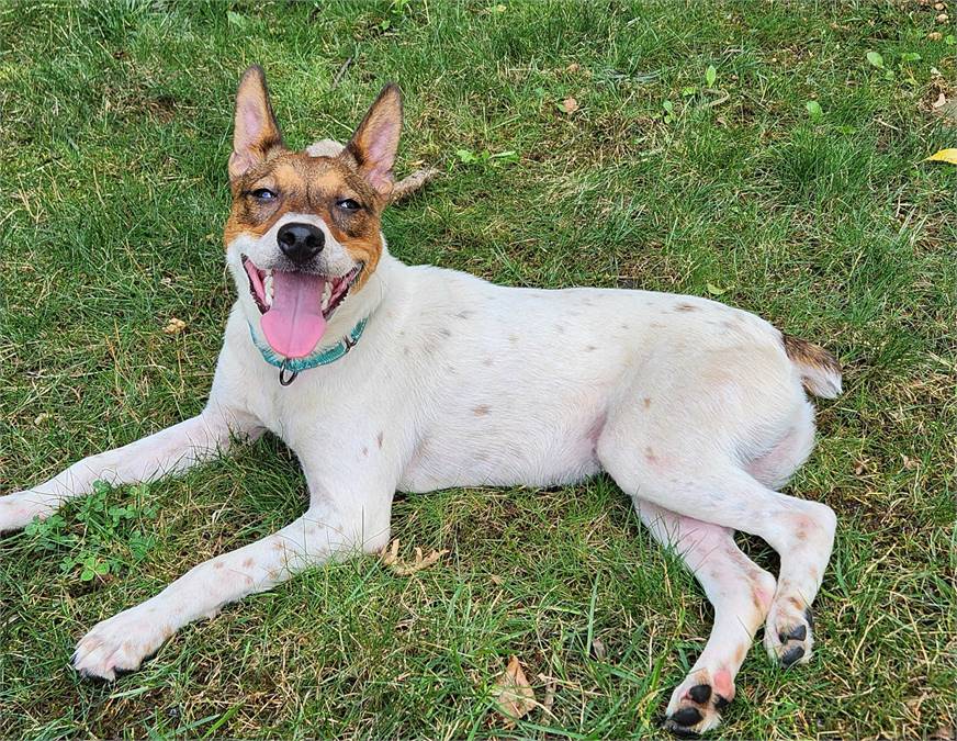 Tundra the Jack Russell Terrier Mix at All Fur One Pet Rescue