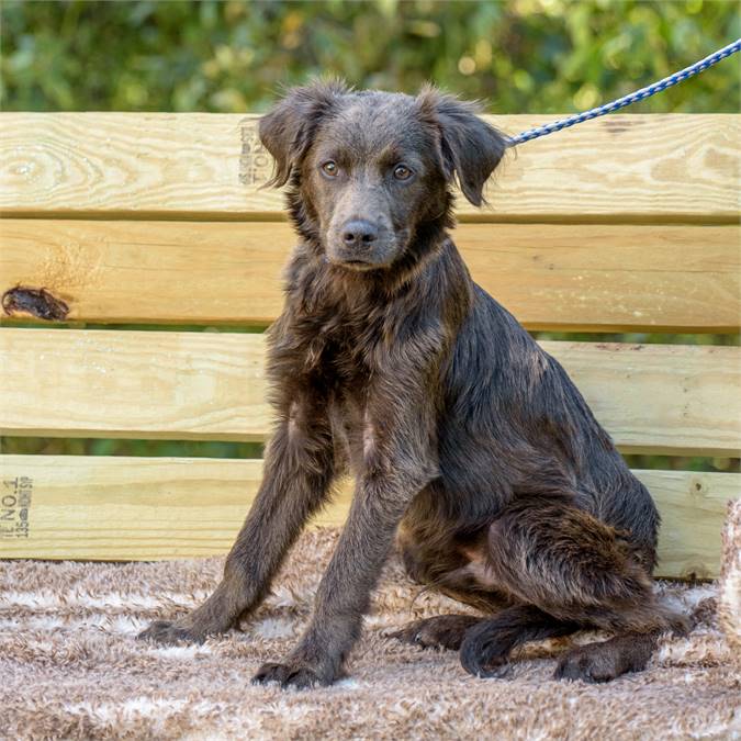 Sergio the Border Collie Mix at Animal Alliance of NJ