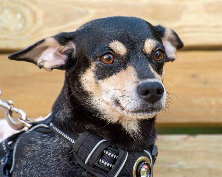 Tootsie the Chiweenie Mix at Animal Alliance of NJ