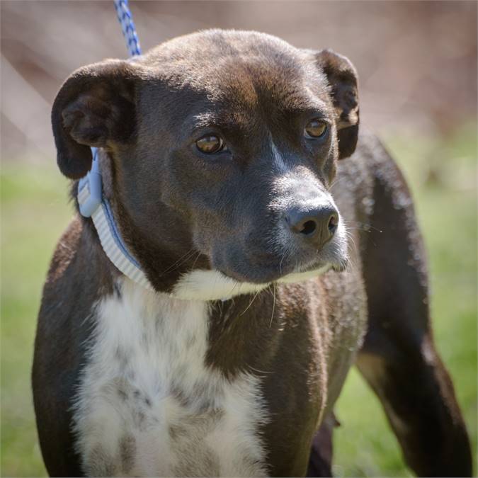 Marge the Hound Mix at Animal Alliance of NJ