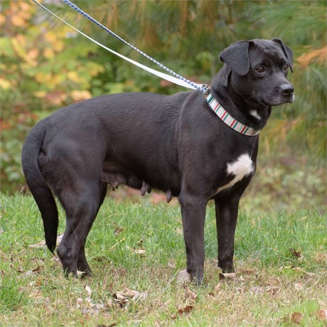 Cupcake the Labrador Retriever & Hound Mix at Animal Alliance of NJ