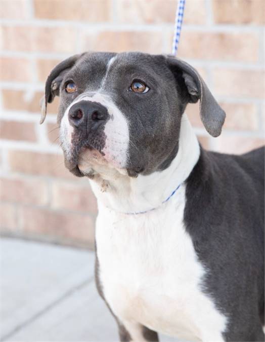 Diamond the Hound & Terrier Mix at Animal Alliance of NJ