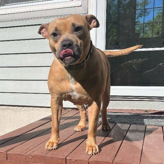 Roxy the Hound & Boxer Mix at Animal Alliance of NJ