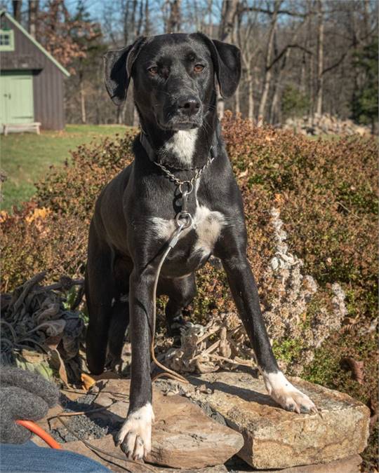 Tobias the Black Labrador Retriever Mix at Animal Alliance of NJ