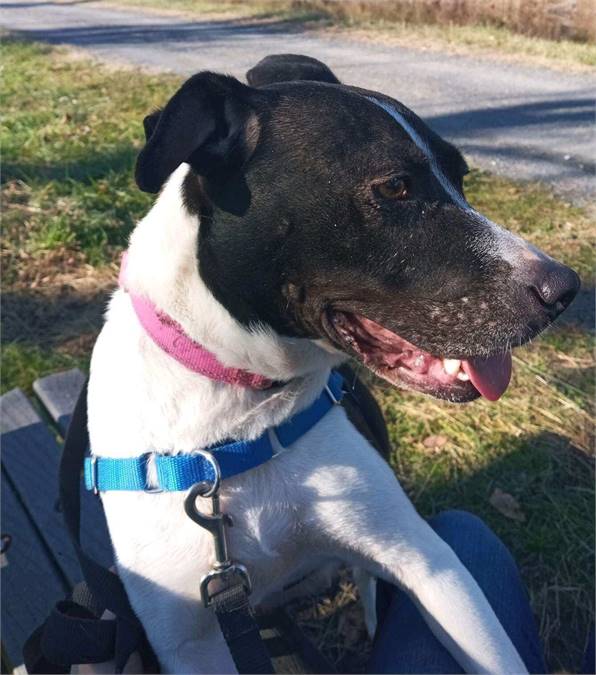 Cookie the Border Collie Mix at Animal Alliance of NJ