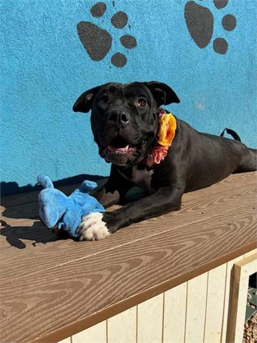 Anastasia the Pit Bull Terrier Mix at AHS-Tinton Falls