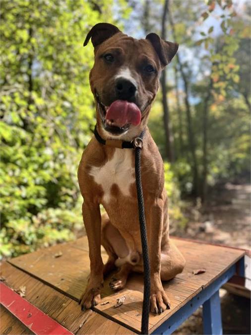 Luca the Shepherd & Pit Bull Terrier Mix at AHS-Tinton Falls