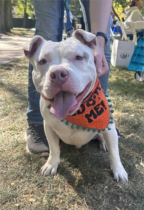 Max the Pit Bull Terrier Mix at AHS-Tinton Falls