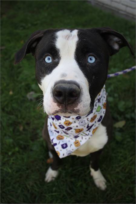 King the American Staffordshire Terrier Mix at Associated Humane Societies - Newark