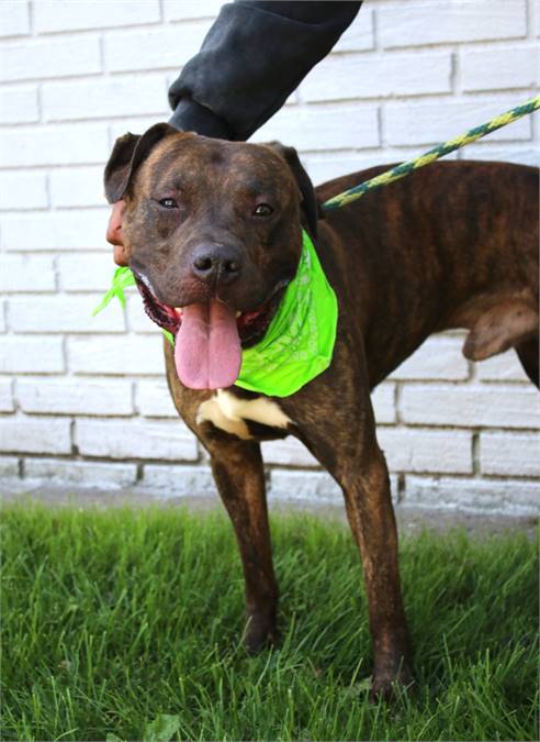 Julian the Pit Bull Terrier Mix at Associated Humane Societies - Newark