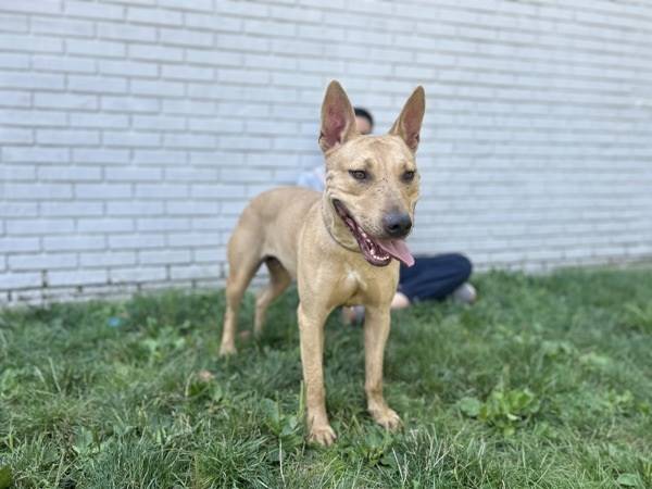 Freckle the Pit Bull Terrier Mix at Associated Humane Societies - Newark