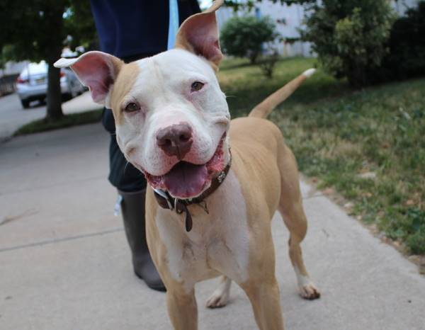 Cyrus the Pit Bull Terrier Mix at Associated Humane Societies - Newark