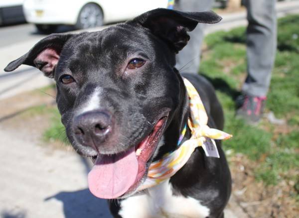 Kiss the Pit Bull Terrier Mix at Associated Humane Societies - Newark