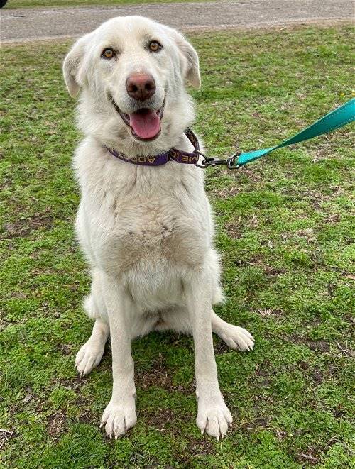 Jill the Akbash / Lab Mix at Big Dog Rescue Project