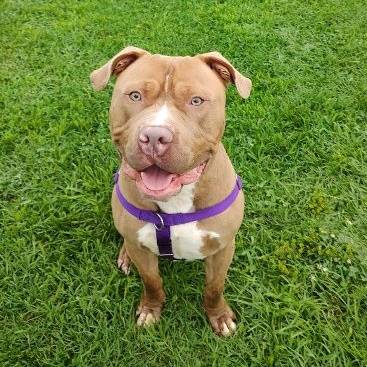 Stamps the Cane Corso at Cape May County Animal Shelter and Adoption Center