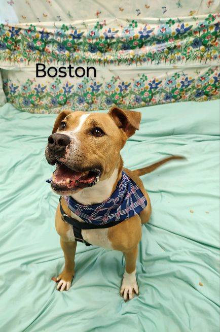 Boston the Hound & Boxer Mix at Cape May County Animal Shelter and Adoption Center