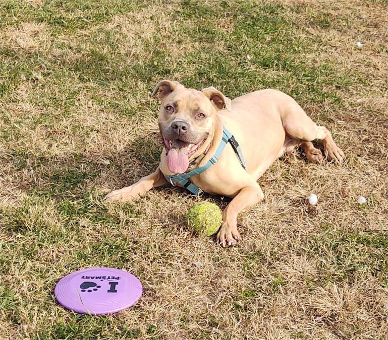 Aries the Mastiff at Cape May County Animal Shelter and Adoption Center