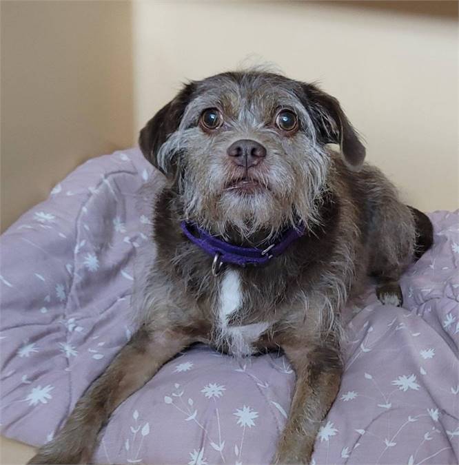 CeCe the Cairn Terrier at FOWA Rescue