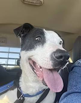 Captain Crunch the American Pit Bull Terrier at Friends With Four Paws