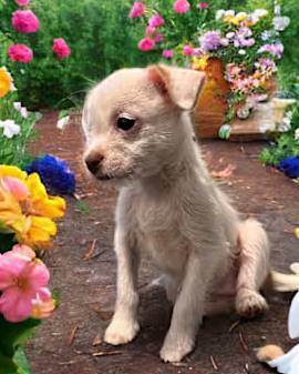 Poppy LeFluer the Chihuahua/Shih Tzu Mix at Friends With Four Paws