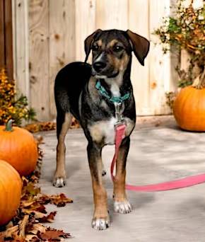 Anna the Australian Cattle Dog/Dalmatian Mix at FurryTail Endings Canine Rescue